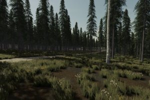 Ocean Side Forest 4