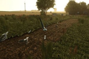 Полевые чайки - Field Gulls 2