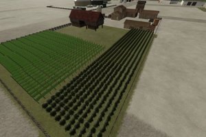 Plantation for Grape & Olive 4