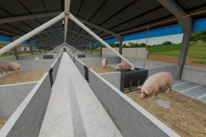 Pigsty And Manure Heap 3