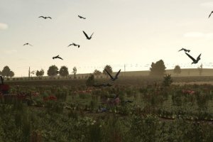 Полевые чайки - Field Gulls 4