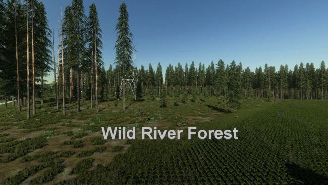 Wild River Forest