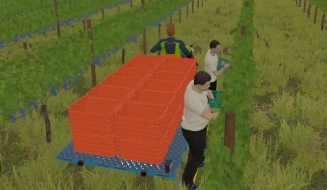 Grape Harvest With Workers