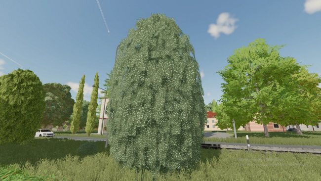 Thuja