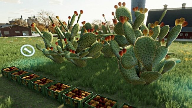 Prickly Pear Cactus