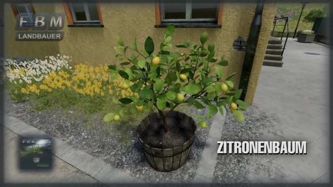 Лимонное дерево - Lemon tree
